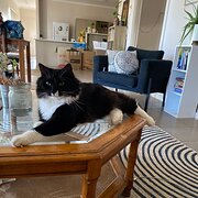 Home Owner wanting sitter in , Western Australia