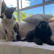 Home Owner wanting sitter in , New South Wales