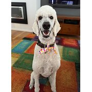 Home Owner wanting sitter in Brisbane, Queensland