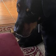 Home Owner wanting sitter in Brisbane , Queensland