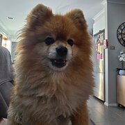 Home Owner wanting sitter in Canberra city, Australian Capital Territory