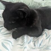 Home Owner wanting sitter in Brisbane, Queensland