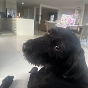 Home Owner wanting sitter in , New South Wales