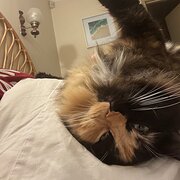 House Sitter - Honest, reliable, mature sitter.