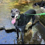 Home Owner wanting sitter in Adelaide, South Australia