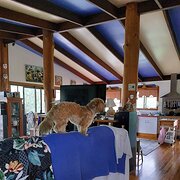 Home Owner wanting sitter in Atherton, Queensland