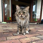 Home Owner wanting sitter in Sydney, New South Wales