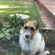 Home Owner wanting sitter in , Victoria