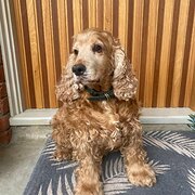 Home Owner wanting sitter in Melbourne , Victoria