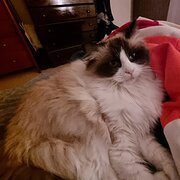 Home Owner wanting sitter in Gungahlin, Australian Capital Territory