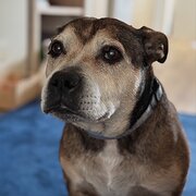 Home Owner wanting sitter in , Western Australia