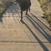 Home Owner wanting sitter in , Victoria