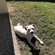 Home Owner wanting sitter in Ipswich, Queensland