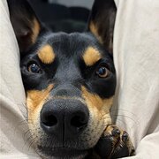 Home Owner wanting sitter in , Queensland