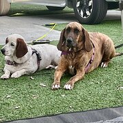 Home Owner wanting sitter in Sydney, New South Wales