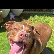 House Sitter - Kind Soul looking to help