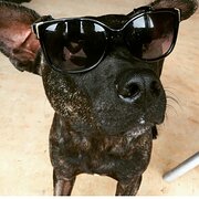 Home Owner wanting sitter in Mandurah, Western Australia