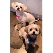 Home Owner wanting sitter in Perth, Western Australia