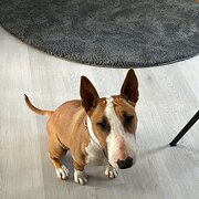 Home Owner wanting sitter in Brisbane, Queensland