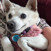 Home Owner wanting sitter in , Queensland