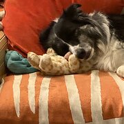 Home Owner wanting sitter in Narrabundah, Australian Capital Territory