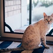 Home Owner wanting sitter in Adelaide, South Australia