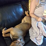 Home Owner wanting sitter in Perth, Western Australia