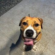 Home Owner wanting sitter in , New South Wales