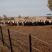 Home Owner wanting sitter in Wagga Wagga, New South Wales