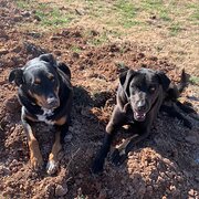 Home Owner wanting sitter in , New South Wales