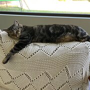 Home Owner wanting sitter in Brisbane , Queensland