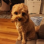 Home Owner wanting sitter in , Queensland