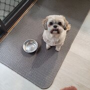 Home Owner wanting sitter in Adelaide, South Australia