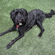 Home Owner wanting sitter in , Queensland