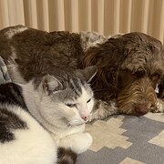 Home Owner wanting sitter in Bairnsdale, Victoria