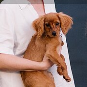 Home Owner wanting sitter in Gold Coast, Queensland