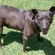 Home Owner wanting sitter in , Victoria