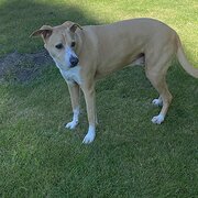 Home Owner wanting sitter in Melbourne, Victoria