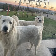 Home Owner wanting sitter in Gympie, Queensland