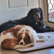 Home Owner wanting sitter in , New South Wales