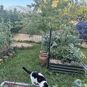 Home Owner wanting sitter in Melbourne, Victoria