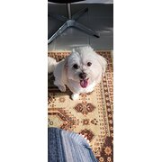 Home Owner wanting sitter in Brisbane, Queensland