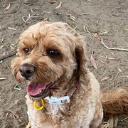 Home Owner wanting sitter in , Queensland