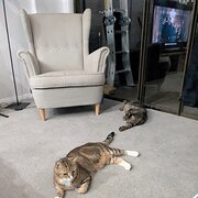 Home Owner wanting sitter in Sydney CBD, New South Wales