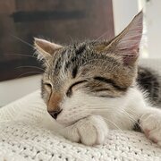 Home Owner wanting sitter in We live in Brisbane, Queensland