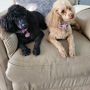 Home Owner wanting sitter in Coffs Harbour, New South Wales