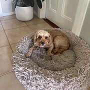 Home Owner wanting sitter in , Victoria