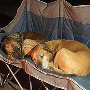 Home Owner wanting sitter in Greensborough , Victoria