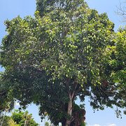 Home Owner wanting sitter in Cairns, Queensland