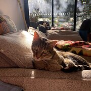 Home Owner wanting sitter in , Victoria